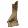 Bison Priscus Humerus 30cm 45be980e503b90